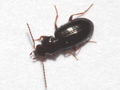 Bembidion obtusum